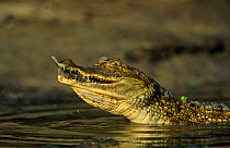 Spectacled caiman (Caiman crocodilus) with piranha fish prey, Llanos del Orinoco, Venezuela