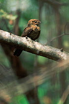 Lesser nighthawk in tree {Chordeiles acutipennis} Llanos del Orinoco, Venezuela, South-America