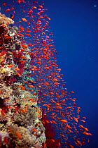 Coral reef with Anthias {Psuedanthias squamipinnis} Red Sea