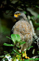 Roadside Hawk {Buteo magnirostris} Llanos del Orinoco, Venezuela,