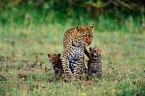 Leopard mother with two cubs {Panthera pardus} Masai Mara, Kenya