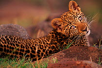 Leopard cub with ticks in ears {Panthera pardus} Masai Mara, Kenya