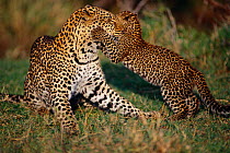 Leopard cub playing with mother {Panthera pardus} Masai Mara, Kenya