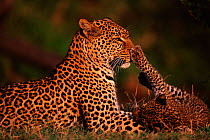 Leopard cub playing with mother {Panthera pardus} Masai Mara, Kenya