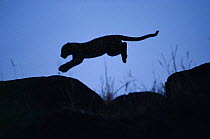 Silhouette of Leopard leaping {Panthera pardus} Masai Mara, Kenya