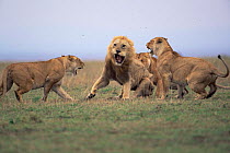 Lionesses attack / reject  sick male lion {Panthera leo} Masai Mara, Kenya