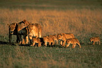 Pride of lions walking - lionesses with cubs {Panthera leo} Masai Mara, Kenya