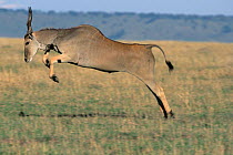Eland leaping {Taurotragus oryx} Masai Mara, Kenya