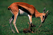 Thomson's gazelle clearing after birth from newborn (Gazella thomsoni) Masai Mara NR, Kenya