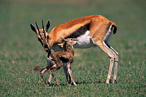 Thomson's gazelle clearing after birth from newborn as it suckles (Gazella thomsoni) Masai Mara NR, Kenya