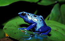 Blue poison arrow frog {Dendrobates azureus} rainforest, South America