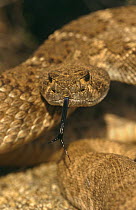 Western diamondback rattlesnake 'tasting' air with tongue {Crotalus atrox} Arizona, USA