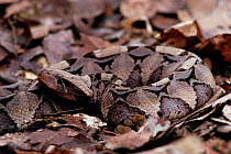 Gaboon viper {Bitis gabonica} Ituri Reserve, Congo