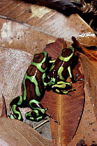 Green poison arrow frog {Dendrobates auratus} female stroking male's back, courtship, Panama