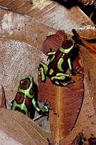 Green poison arrow frog {Dendrobates auratus} female lays eggs, male stands guard, Panama