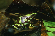 Green poison arrow frog female about to lay eggs in leaf litter {Dendrobates auratus} Panama