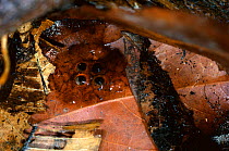 Green poison arrow frog eggs laid on leaf litter {Dendrobates auratus} Panama