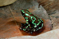 Green poison arrow frog male tending eggs on forest floor {Dendrobates auratus} Panama
