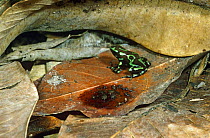 Green poison arrow frog male with eggs on forest floor {Dendrobates auratus} Panama