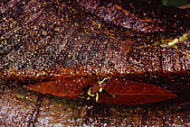 Green poison arrow frog male depositing tadpole in pool {Dendrobates auratus} he has carried tadpole on his back to pool site, Panama