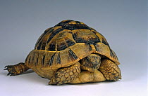 Hermann's tortoise {Testudo hermanni} captive