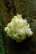 Toothed coral fungus {Hericium coralloides} Sussex, UK