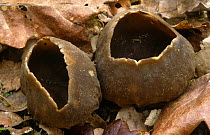 Pig's ear cup fungus {Peziza badia} Scotland, UK