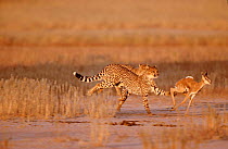 Two immature Cheetah {Acinonyx jubatus} predating Springbok calf, Kalahari Gemsbok, Southern Africa