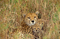 Cheetah with cubs in grass {Acinonyx jubatus} Masai Mara, Kenya