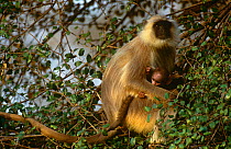 Southern plains grey / Hanuman langur (Semnopithecus dussumeri) with baby in tree, India