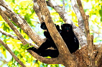 Perrier's sifaka {Propithecus diadema perrieri} female with baby, Analamera Reserve Madagascar