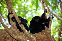 Perrier's sifakas in tree {Propithecus diadema perrieri} Analamera Reserve, Madagascar