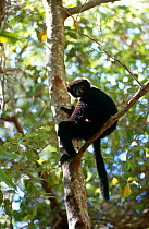 Perrier's sifaka {Propithecus diadema perrieri} sitting in tree, Analamera R, Madagascar