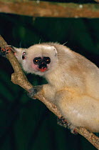 Silky sifaka {Propithecus diadema candidus} Marojejy Reserve, Madagascar.