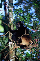 Milne Edward's sifaka in tree {Propithecus diadema edwardsi} Ranomafana NP, Madagascar