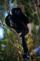 Milne Edward's sifaka {Propithecus diadema edwardsi} Ranomafana NP, Madagascar