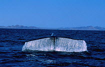 Blue whale tail fluke {Balaenoptera musculus} Sea of Cortez, Baja California, Mexico