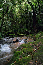 Interior of rainforest with stream, Mantady NP, eastern Madagascar.