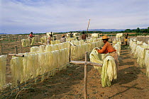 Sisal drying on racks, Berenty Private Reserve, Madagascar
