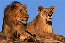 Lion pair on rock {Panthera leo} Samburu GR, Kenya