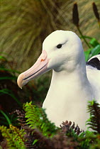 Royal albatross adult portrait {Diomedea epomophora} Campbell Is, New Zealand
