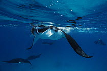 Manta ray {Manta birostris} feeding at surface, Sudan, Red Sea