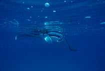 Manta ray filter feeding at sea surface, Red Sea off Sudan