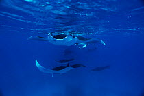 Manta rays filter feeding at sea surface, Red Sea off Sudan