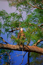 Madagascar fish eagle {Haliaeetus vociferoides} Lake Soamalipo, Madagascar - endangered species, only 100 pairs remaining