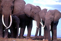 African elephant herd surround sleeping calf {Loxodonta africana} Amboseli GR, Kenya