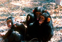 Orphaned Chimpanzees, Chimfunshi sanctuary, Zambia