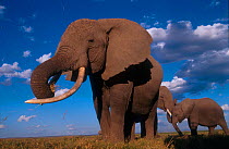 African elephants grazing near swamps,  Amboseli Reserve, Kenya