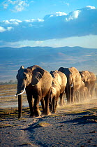 African elephant (Loxodonta africana) herd walking in line, female matriach at the front, Amboseli GR, Kenya, East Africa