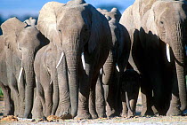 African elephant herd {Loxodonta africana} Amboseli Reserve, Kenya